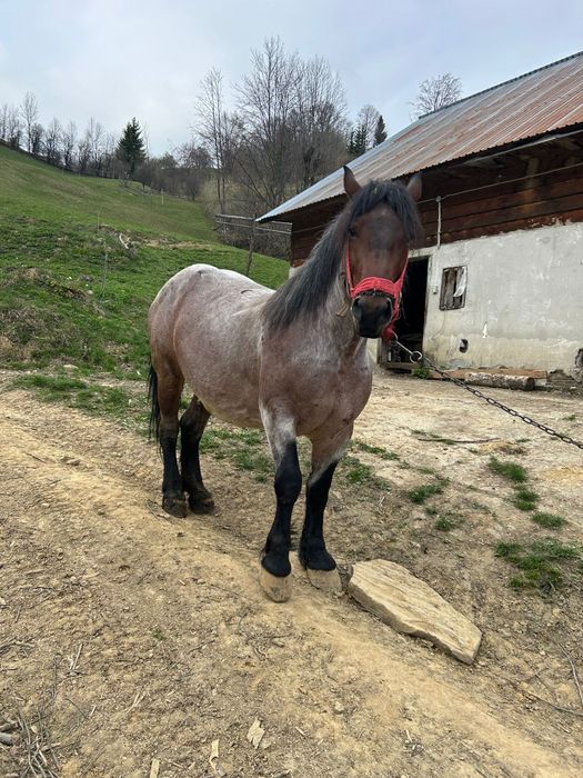 Vând iapă gestanta