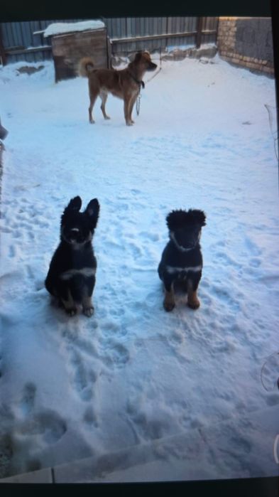 Дарю щенят!            .