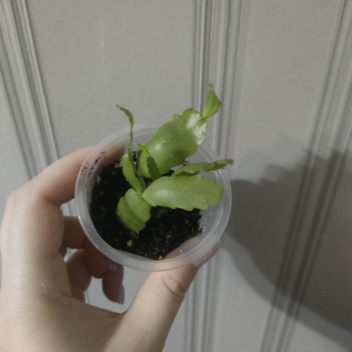 Цветы комнатные разные