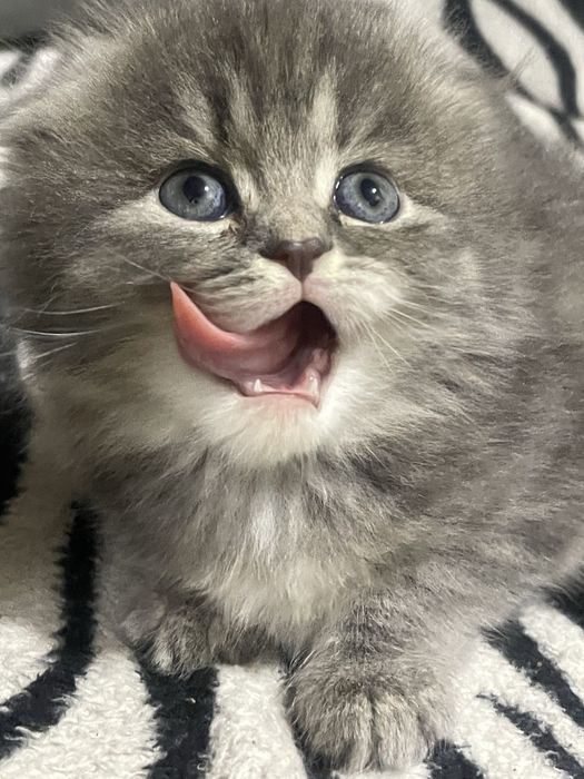 катятки здоровые умные папа британец длиннашерсный мама вислоухая