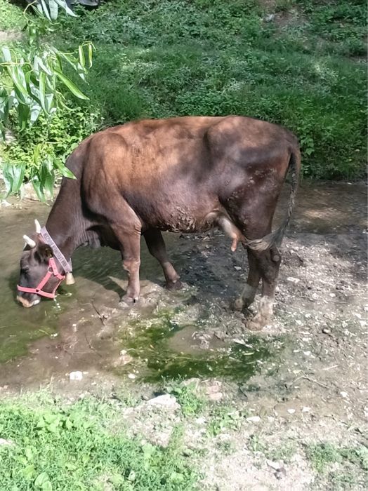 vaca de vanzare