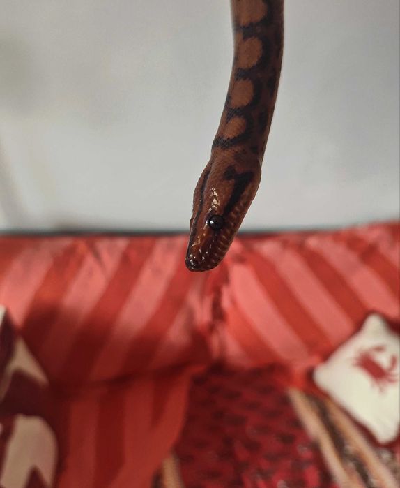 Бразилска дъгова боа