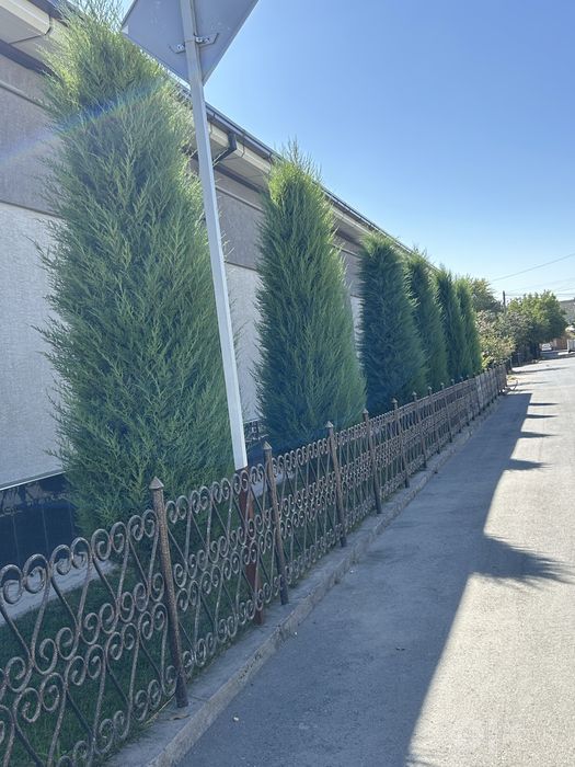 Archa 5 metr sotiladi