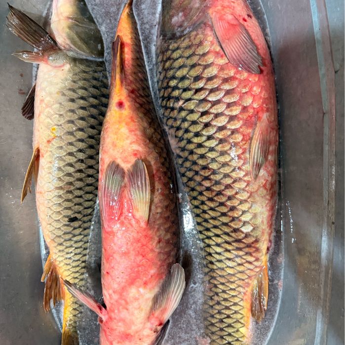 Судак оптом 2000тг