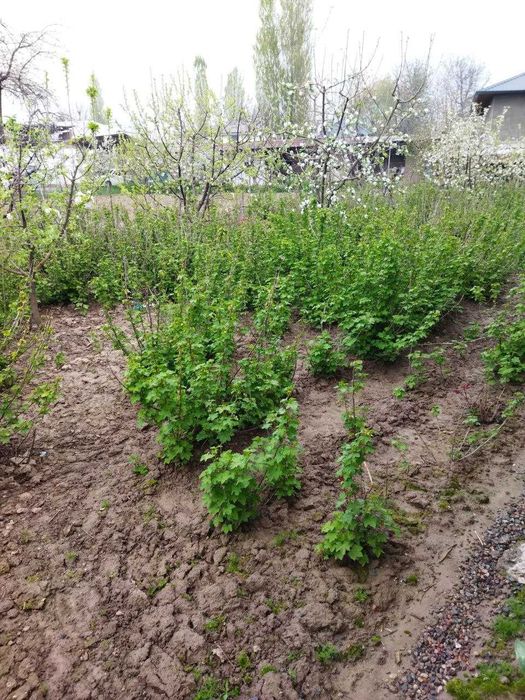 Продаются саженцы красной и черной смородины