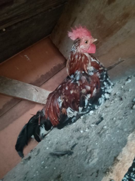 Vând cocoșei pitici