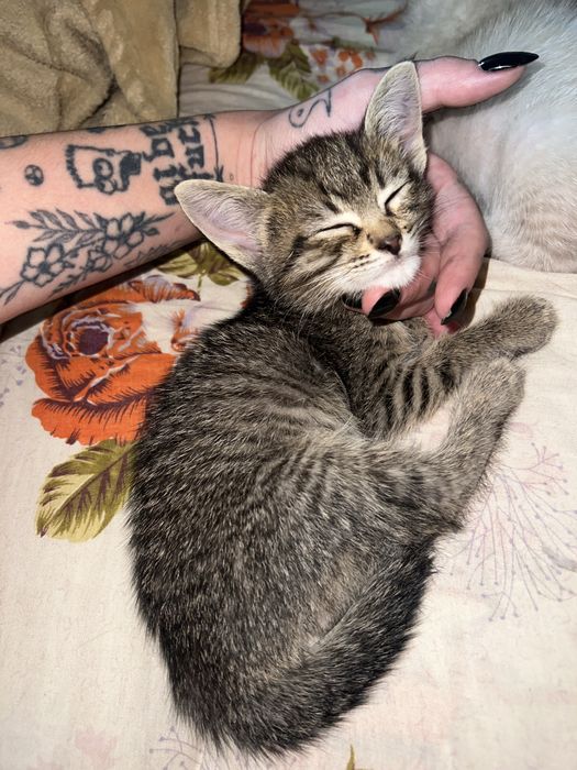 Раздам игривых котят