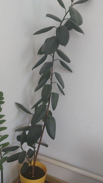 Адеми уй гуллери