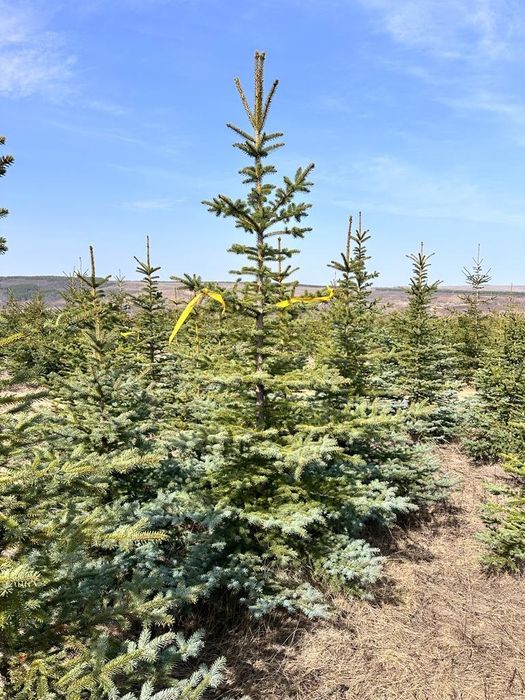 Ель Мисти блю(150-200см)