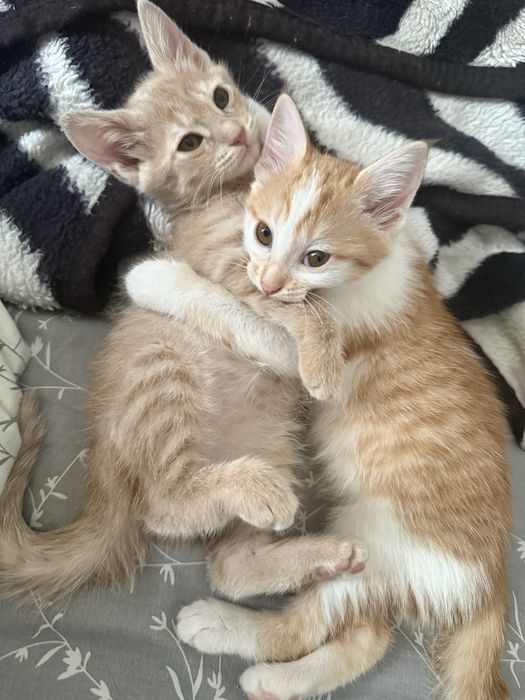 Отдам котят в ответственные руки