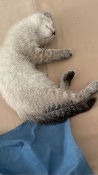 Tabby point cat Тайской породы