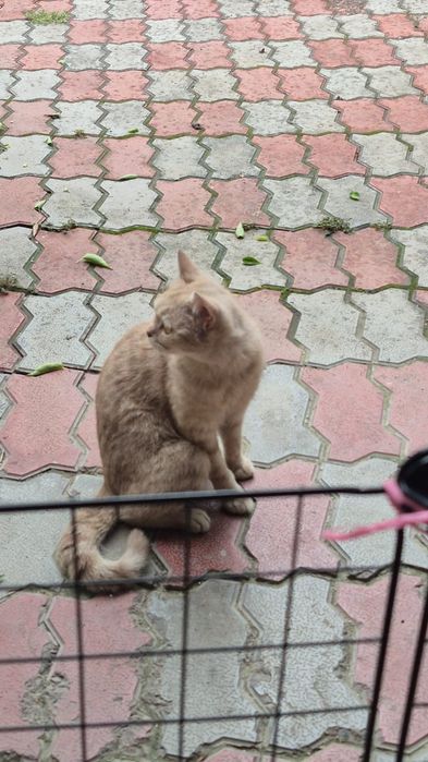 Ищем семью для кошки!