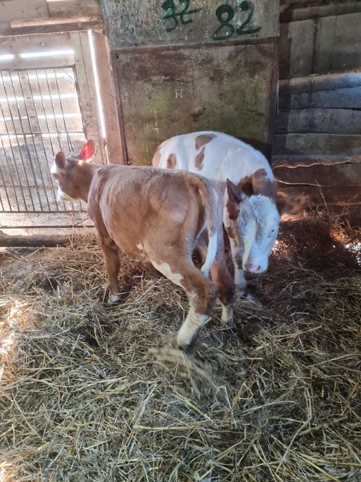 Vând vițele bălțate