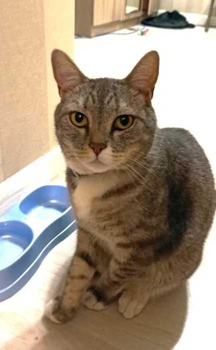 Кот в добрые руки помесь британца (кастрирован)