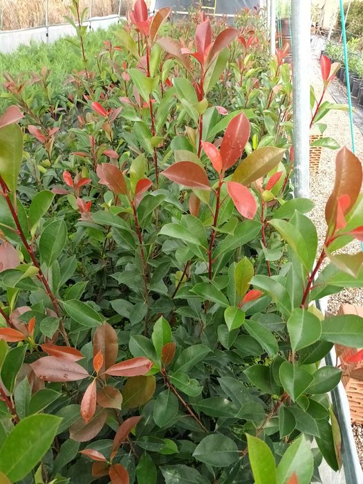 Photinia Red Robin ,gard viu