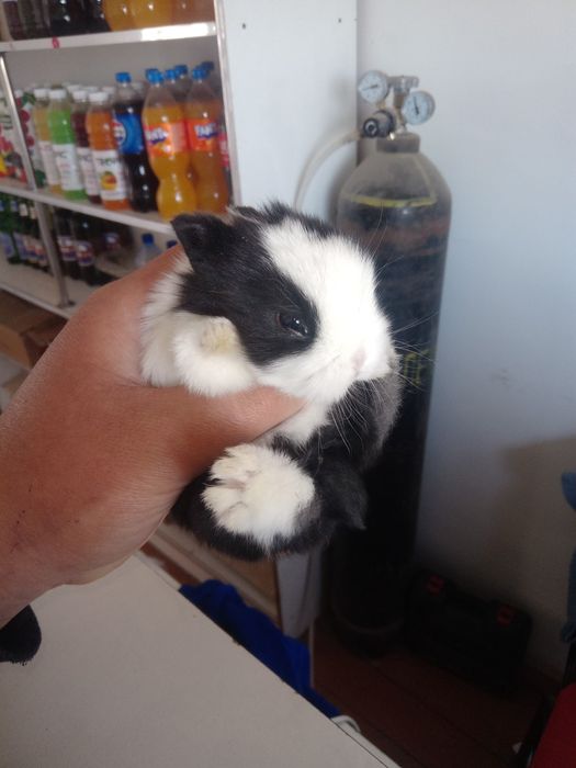 Ulkeymitn kiwkentay qoyandar