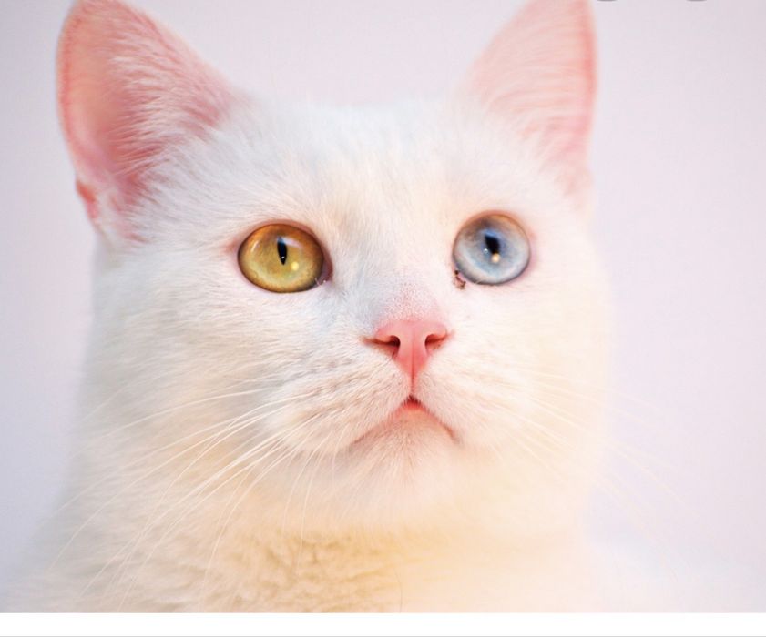 Turkish angora long hair vyazga uchun