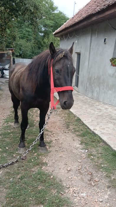 Armăsar de vanzare
