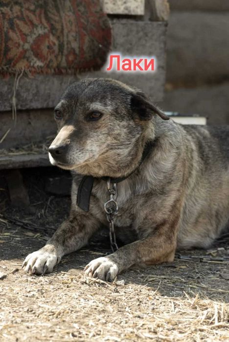 Дарю в добрые и ответственные руки