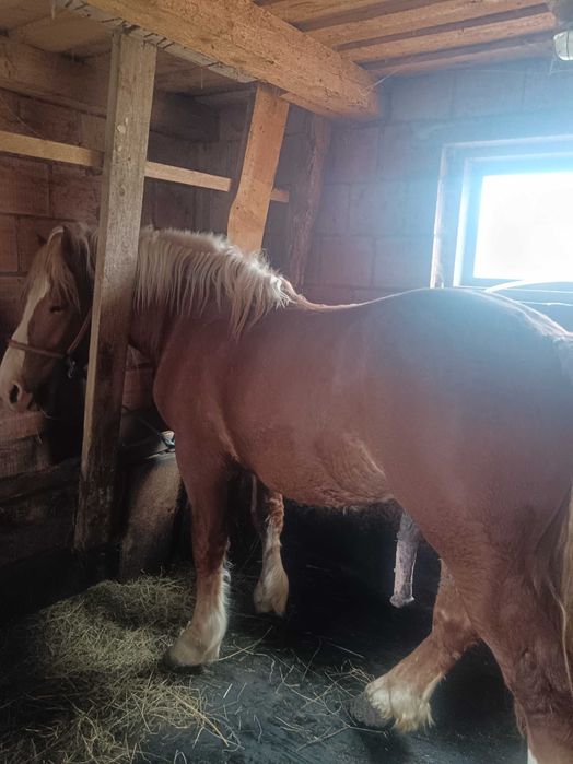 Vând pereche manzi!