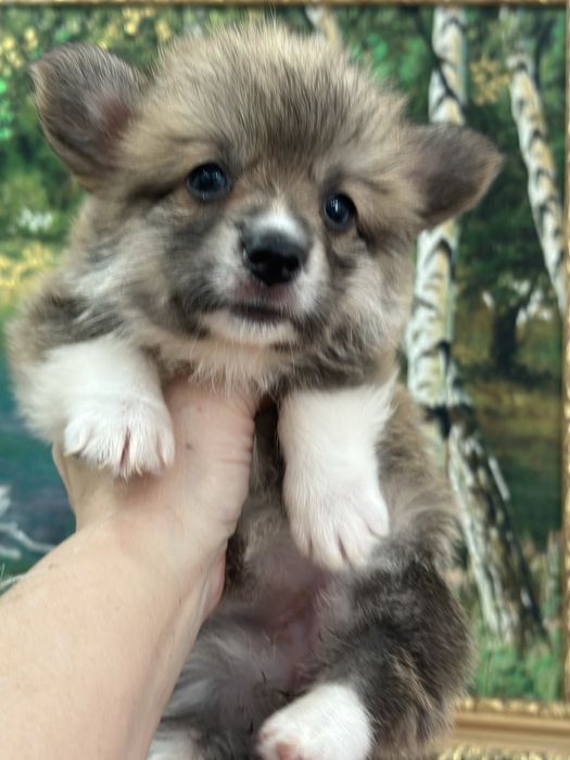 Супер детки вельш корги