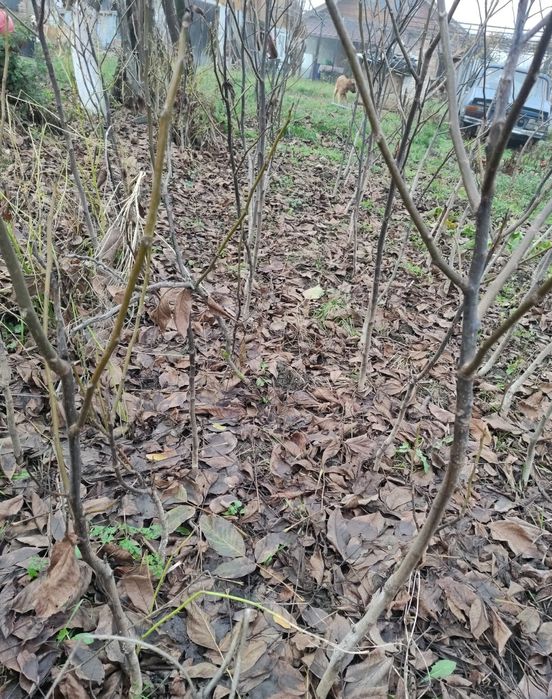 Puiet de nuc ecologic 1,5 m