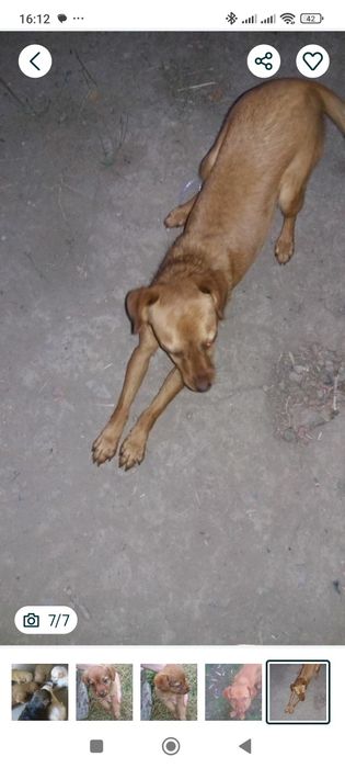 Щеночка в добрые руки