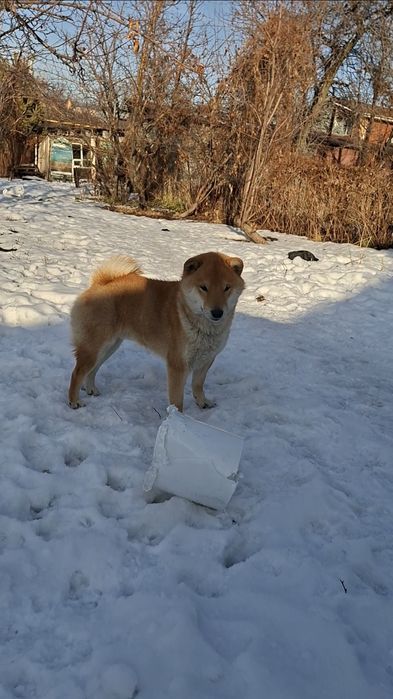 Продам Племенной Сиба-ину мальчик