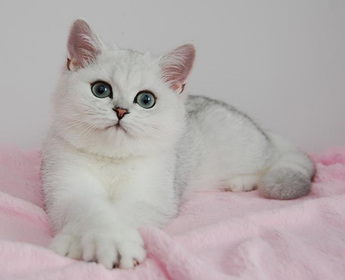 Продам британских котят