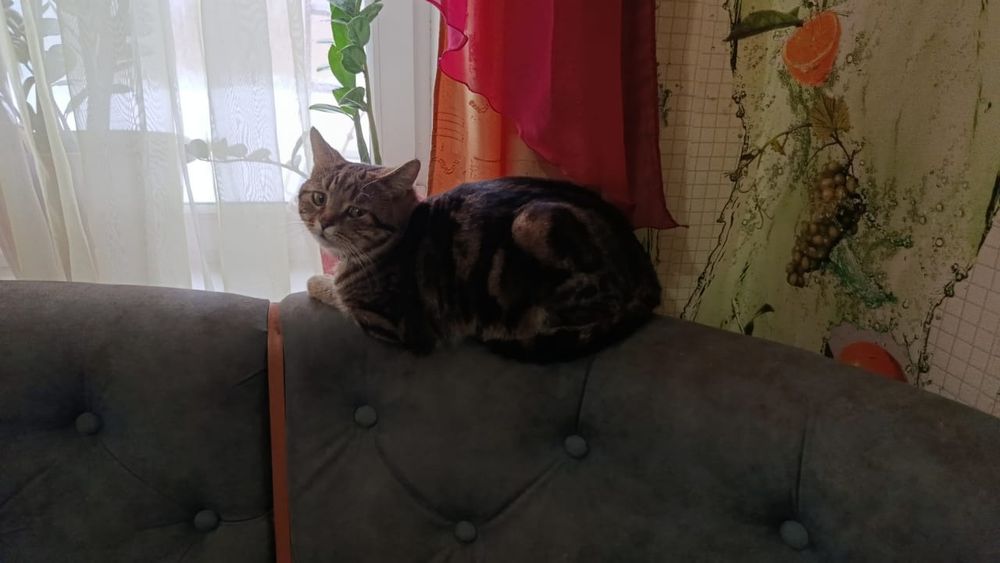 Пропал кот , породы шотландский