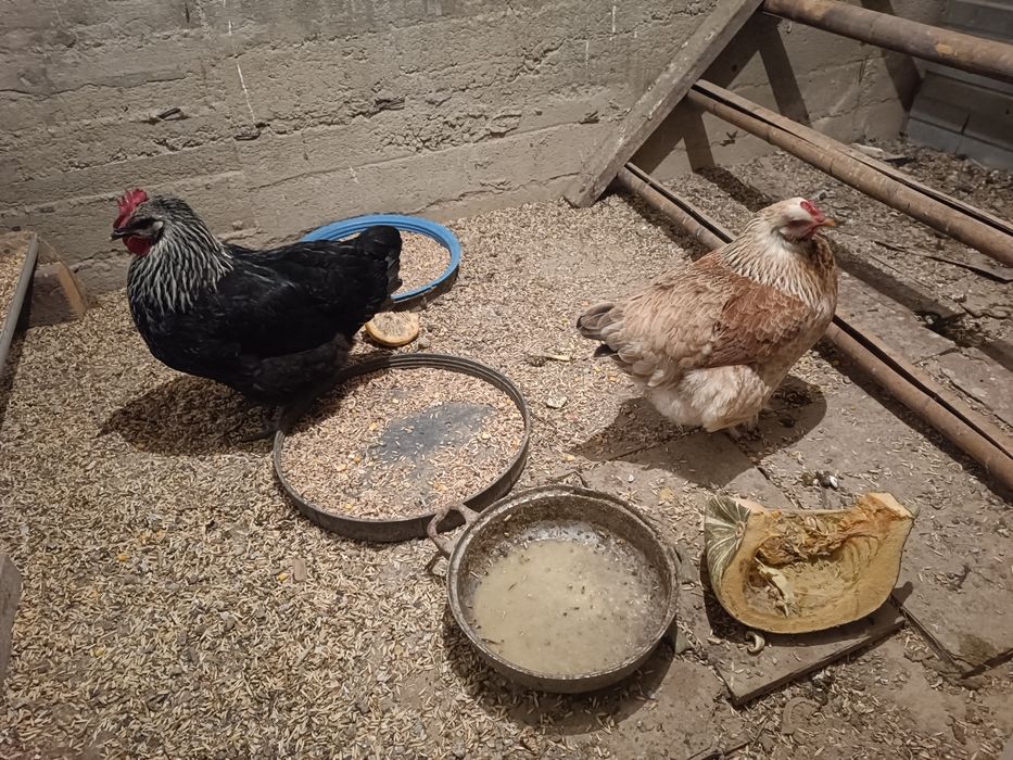Продам кур и петуха