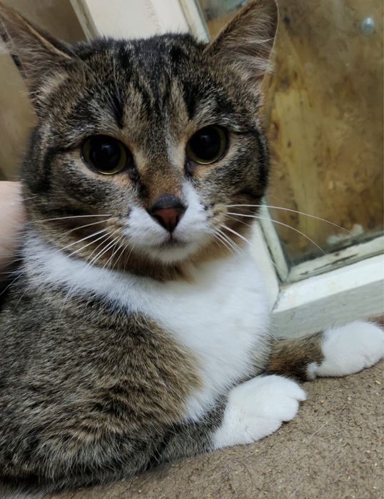 Отдам кошку в добрые руки