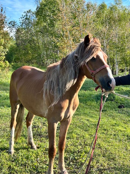 Продам Лошадей