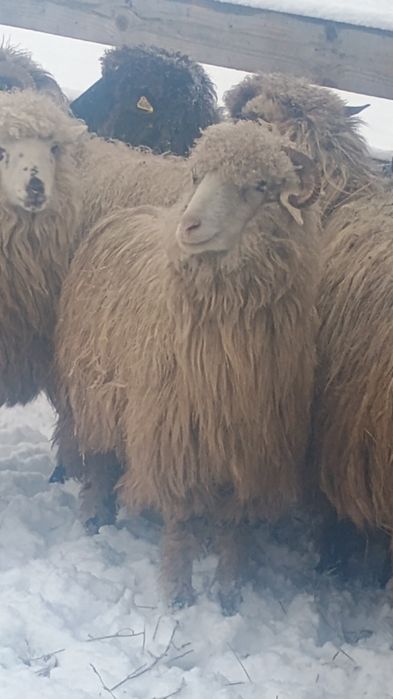 Oi tinere de vânzare