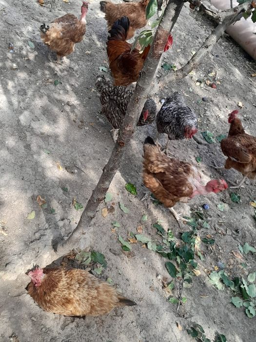 Găini crescute  de  casă