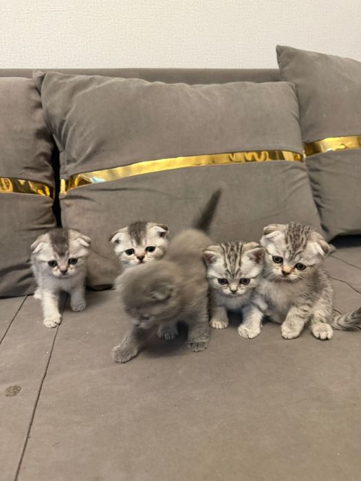 Шотланские шоколадки