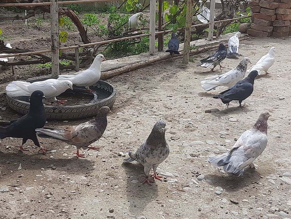 Голубкалар бар жақсы