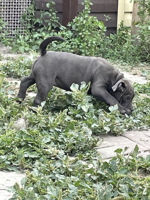 Продаю щенков американский булли