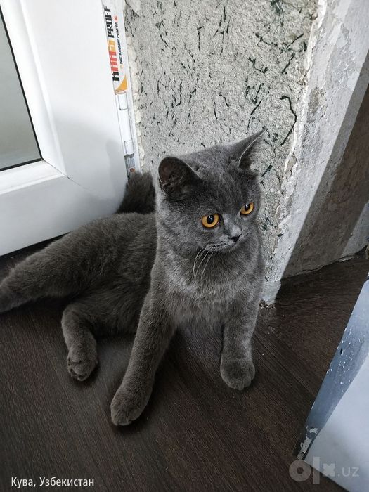Mushuk srochna sotiladi zottor