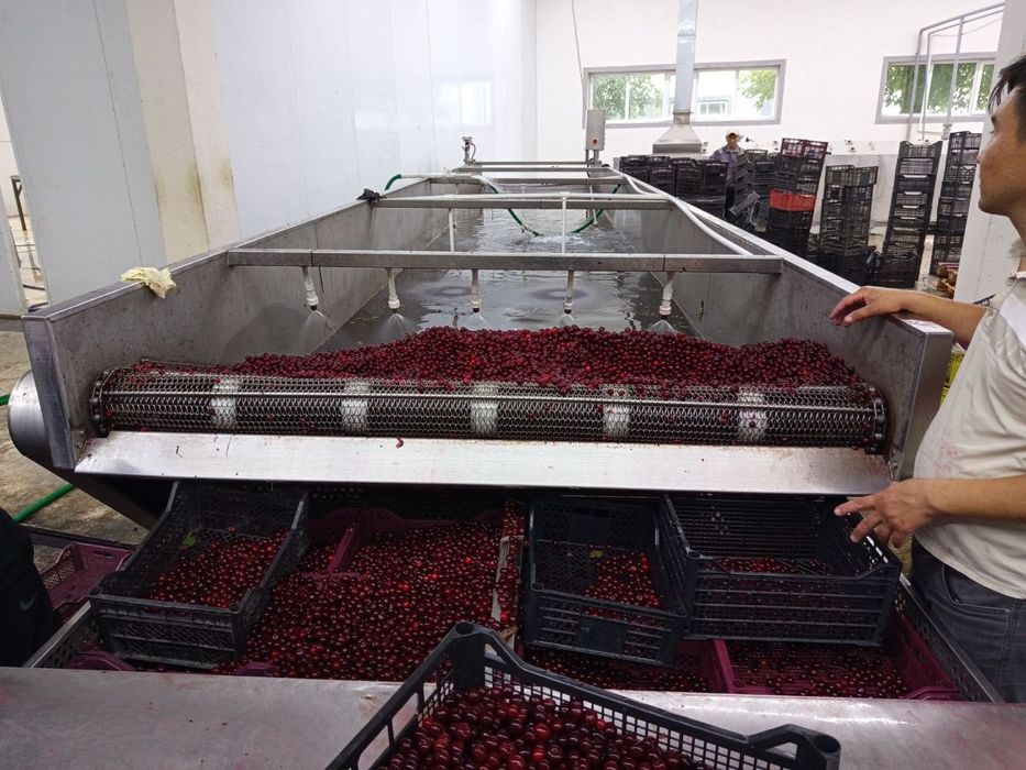 Доставка бесплатно Олча (вишня) Компот Кампот учун акция доставка теки