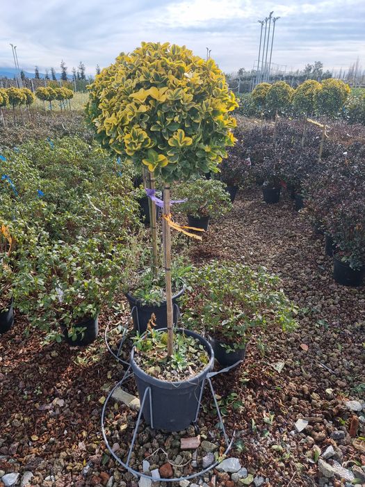 Leylandii- evunomius pe picior - cedrus- photinia