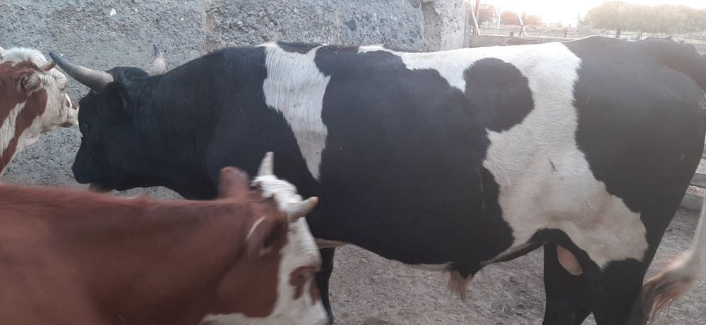Продам быка на племя