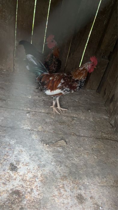 Cocosi pitici de vanzare