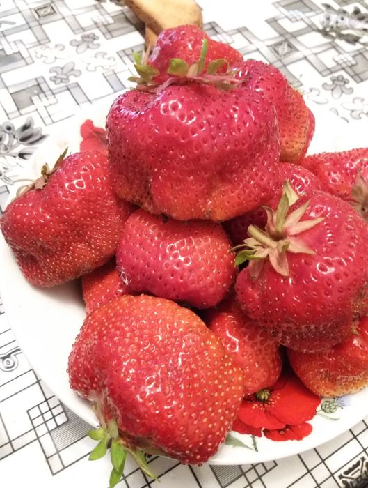 Продам рассаду клубники