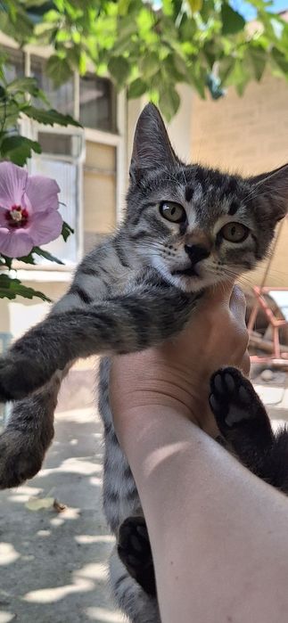 Котик в добрые руки