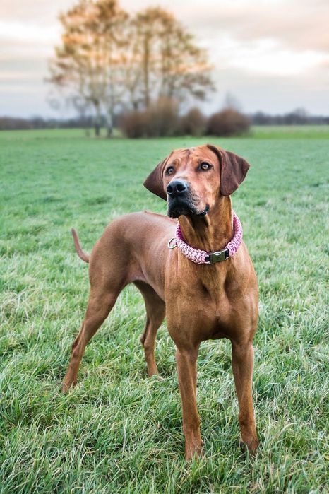 Tamron AF 28-200mm f3.8-5.6 AF LD EF обектив Канон