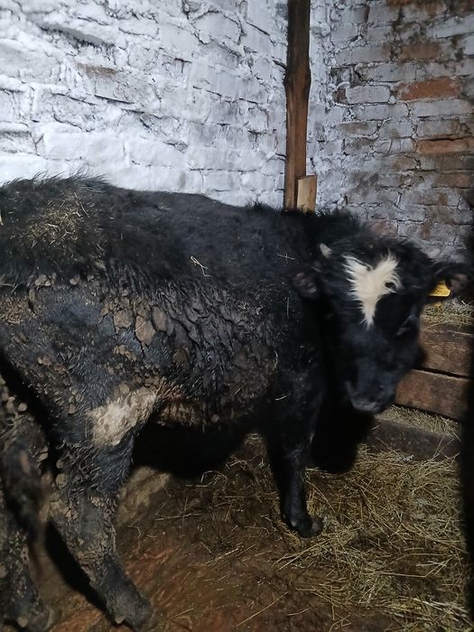 Продам молодняк.