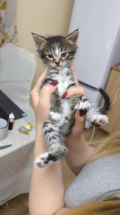 Котёнок (бесплатно)