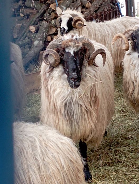 Vând berbec brez mare