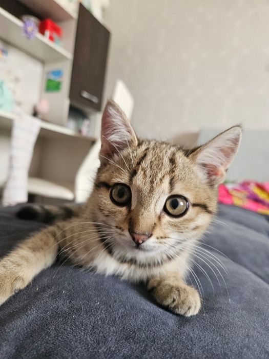 Котенок мальчик 5 месяцев